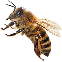 Western Honey Bee